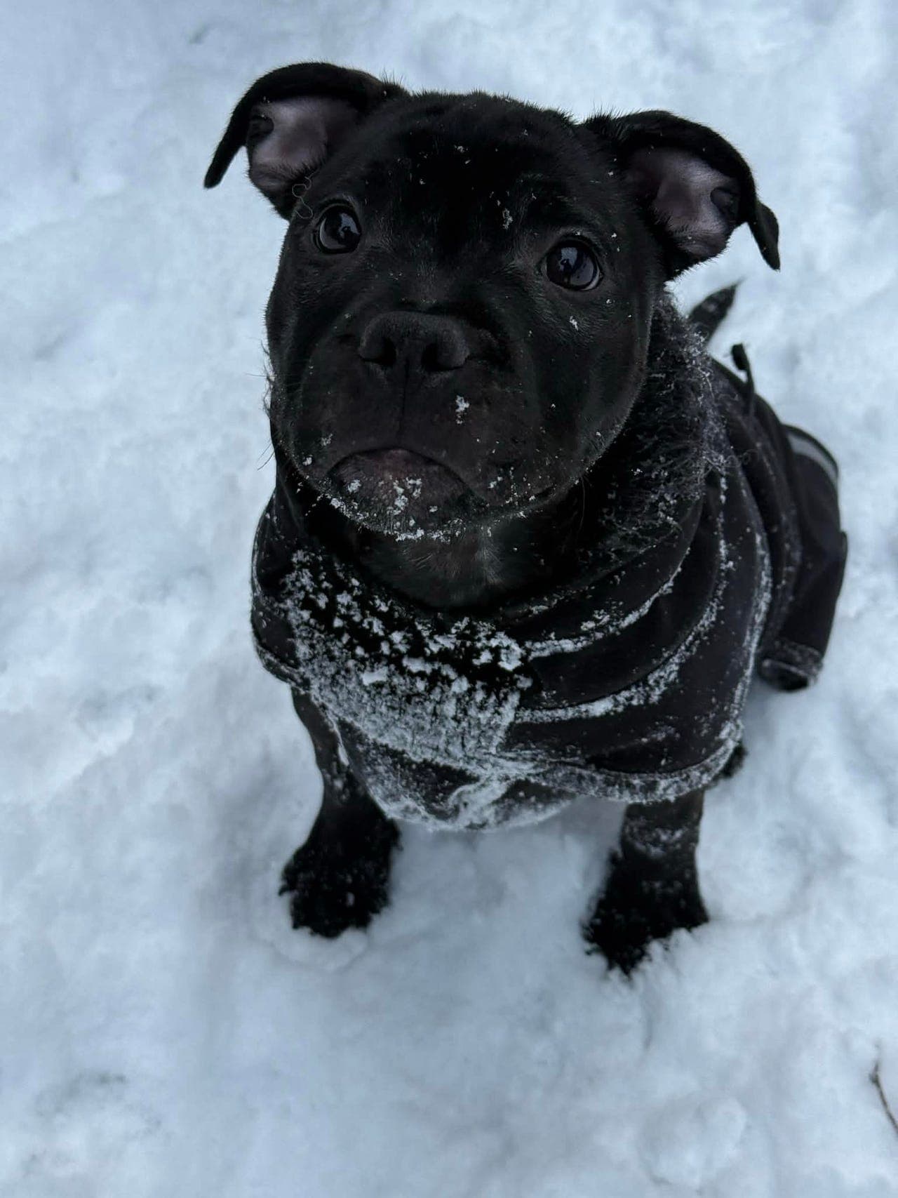 staffordshire bull terrier Hannhund på 6mnd