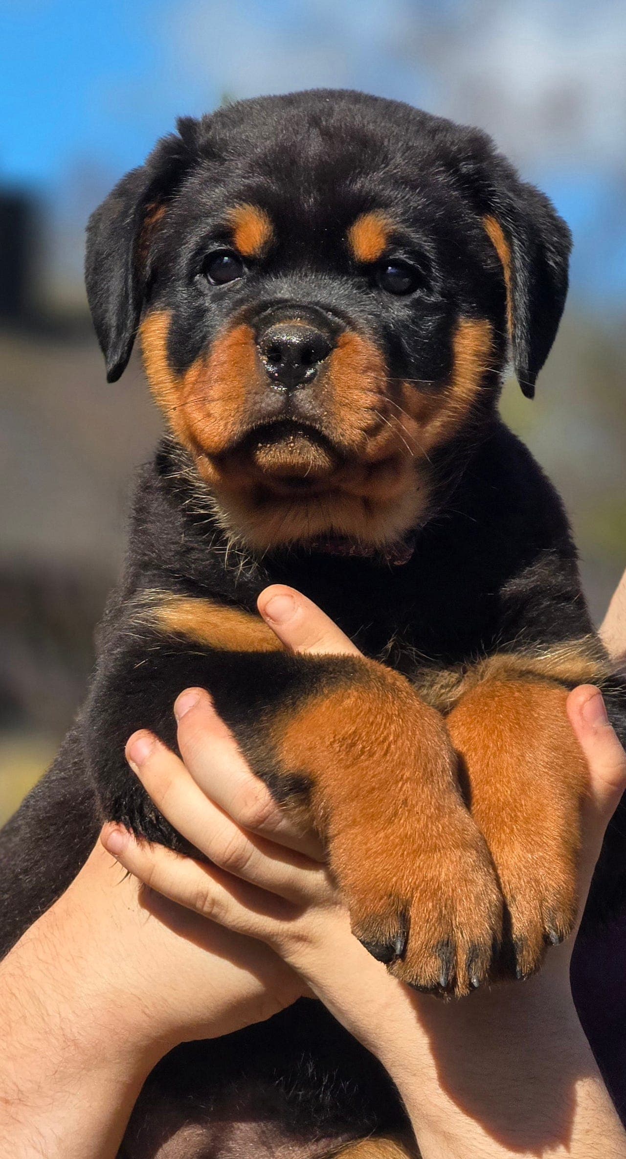 Rottweiler valp
