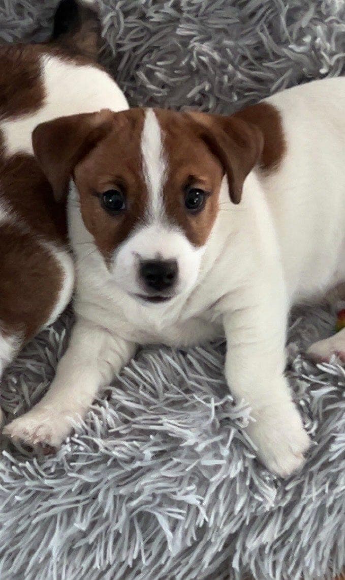 Nydelig Jack Russel Terrier valp