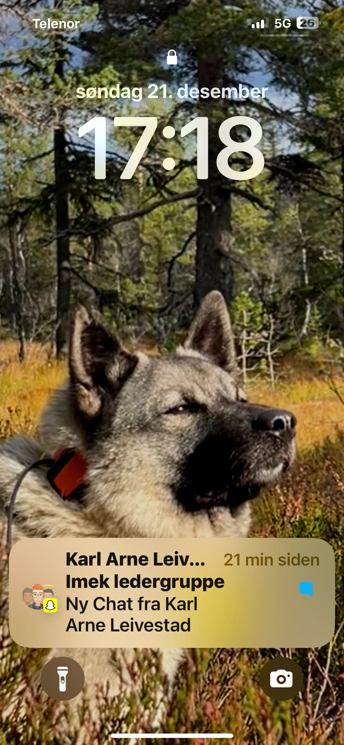 Norsk Elghund Grå selges