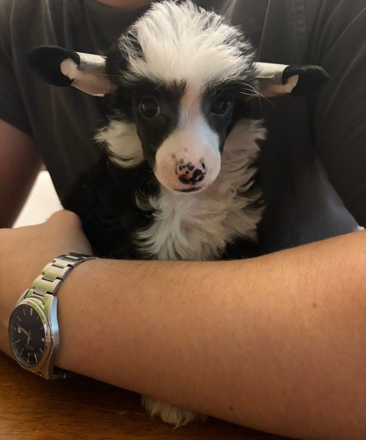 Chinese crested vår og vinter 2026