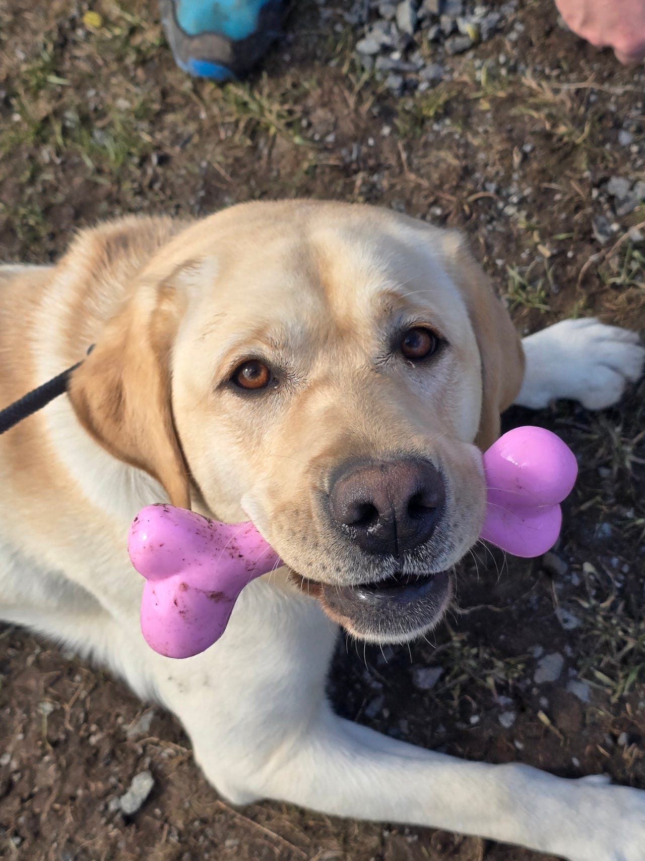 Labrador retriever Lexie 2år