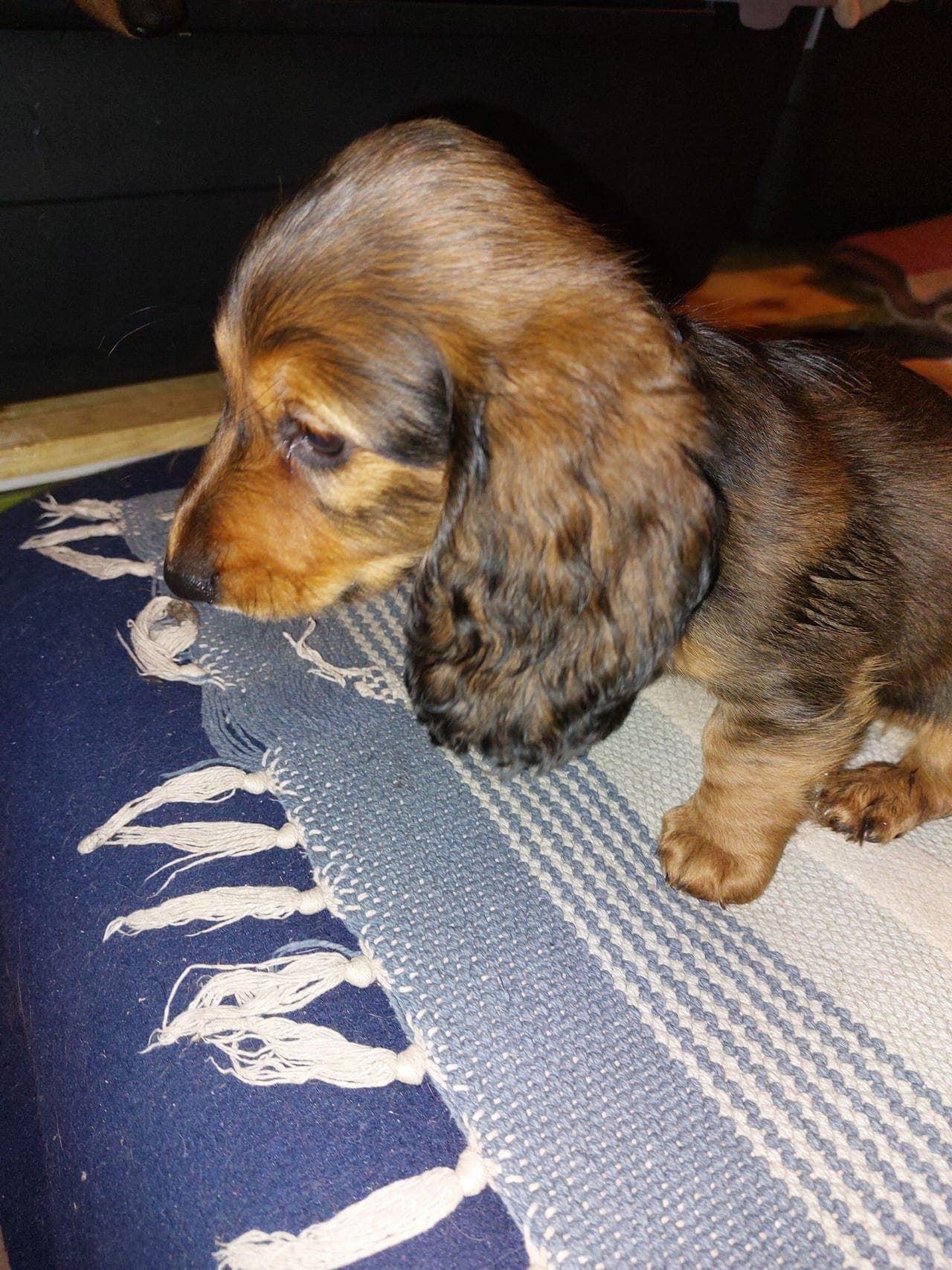 Nico Standard Dachs Gutt  ønsker  en fine Familie