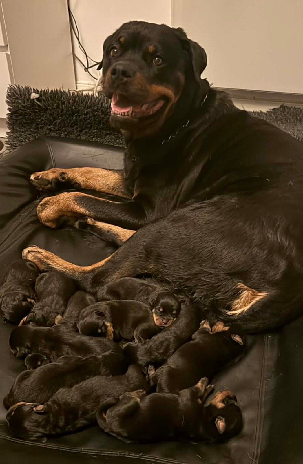 Rottweiler valper selges