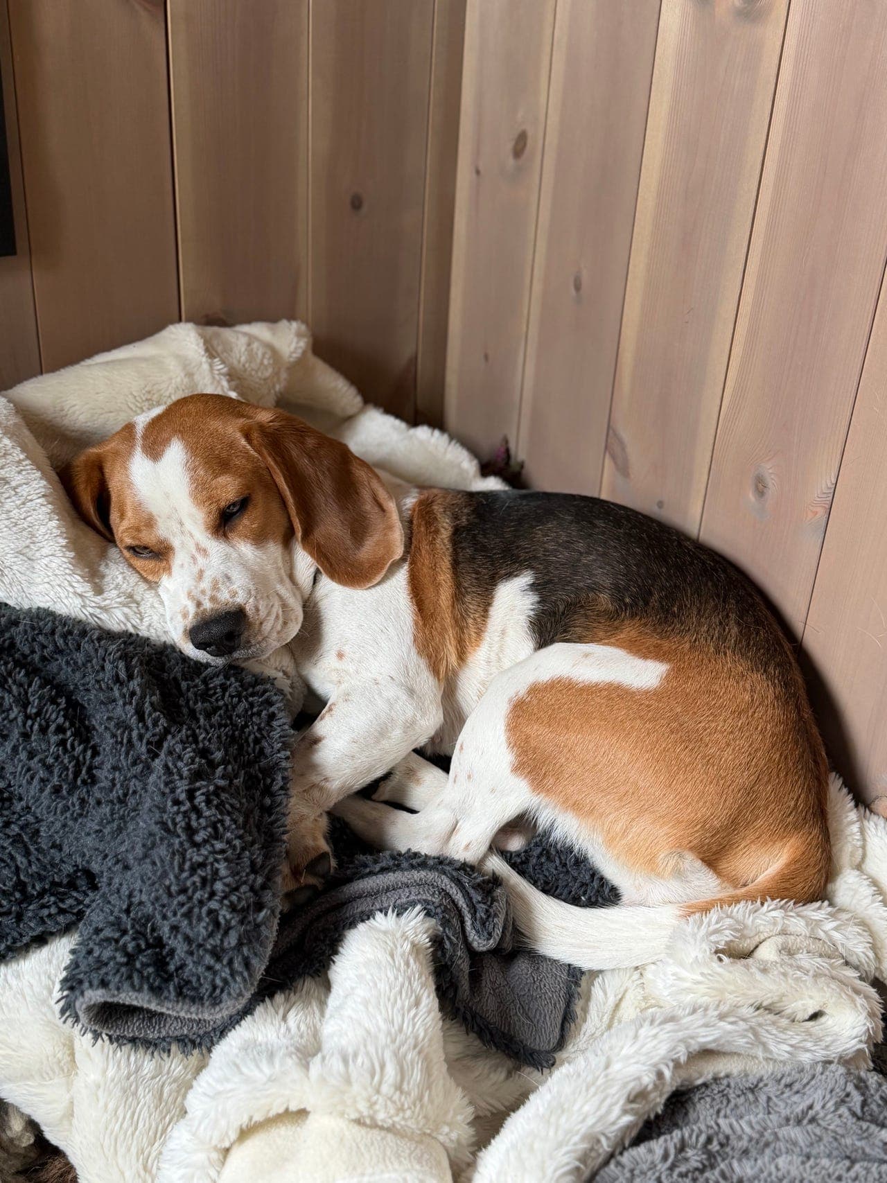 Beagle tispe 2 år trenger et nytt hjem
