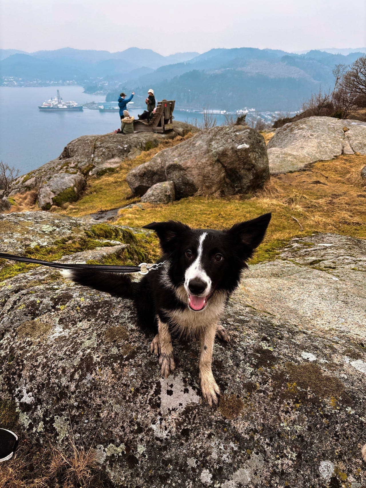 Bordercollie - gutt omplasseres