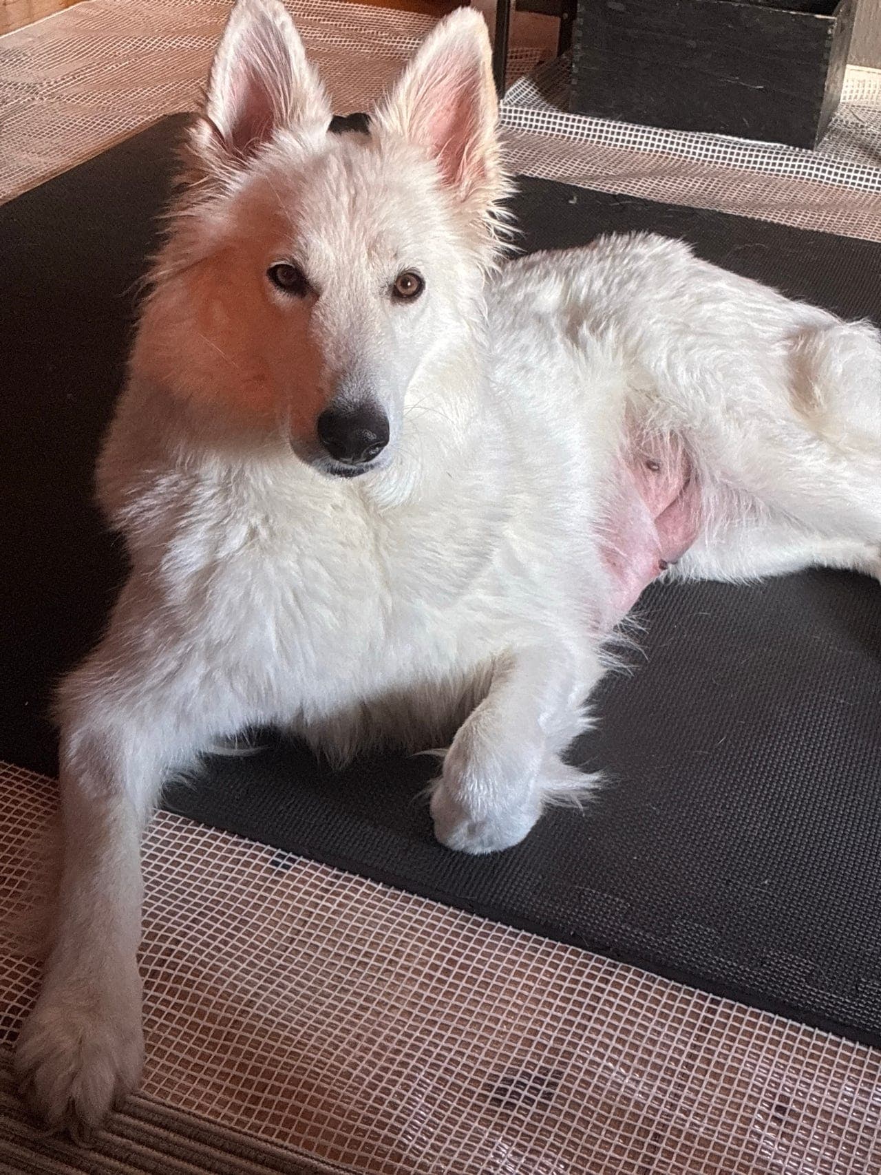 Hvit gjeterhund valper