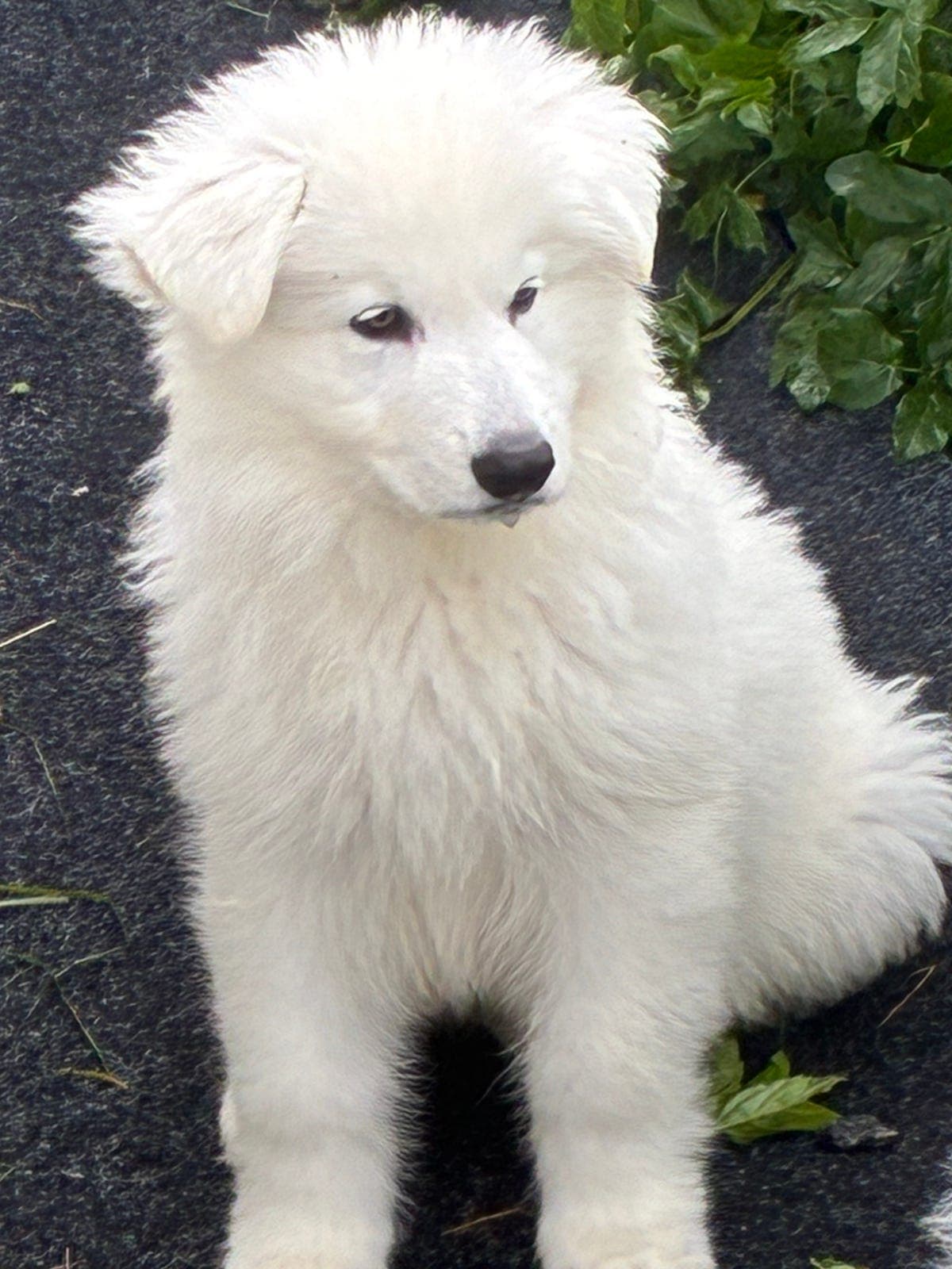 Hvit gjeterhund valper