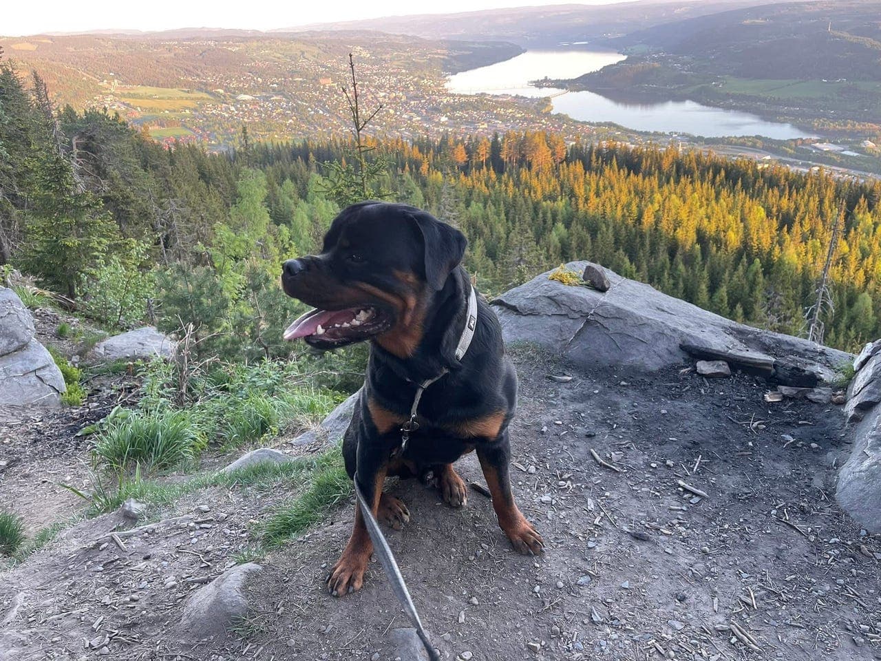 Rottweiler hann (snart 3 år) vurderes omplassert – NKK-registrert