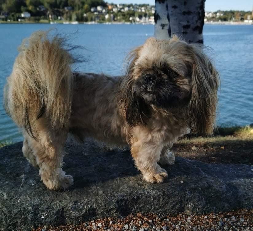 Ekte Shih Tzu med Stamtavle registrert i NKK