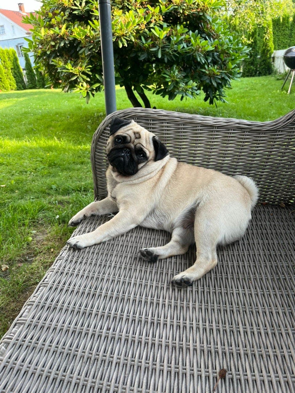 Mops tispe 2år registrert NKK