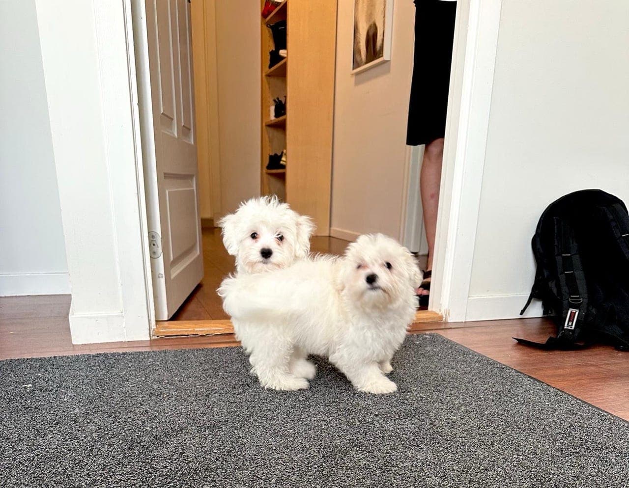 Nydelige Bichon-valper (hann og tispe) – 5 mnd, vaksinert og chippet