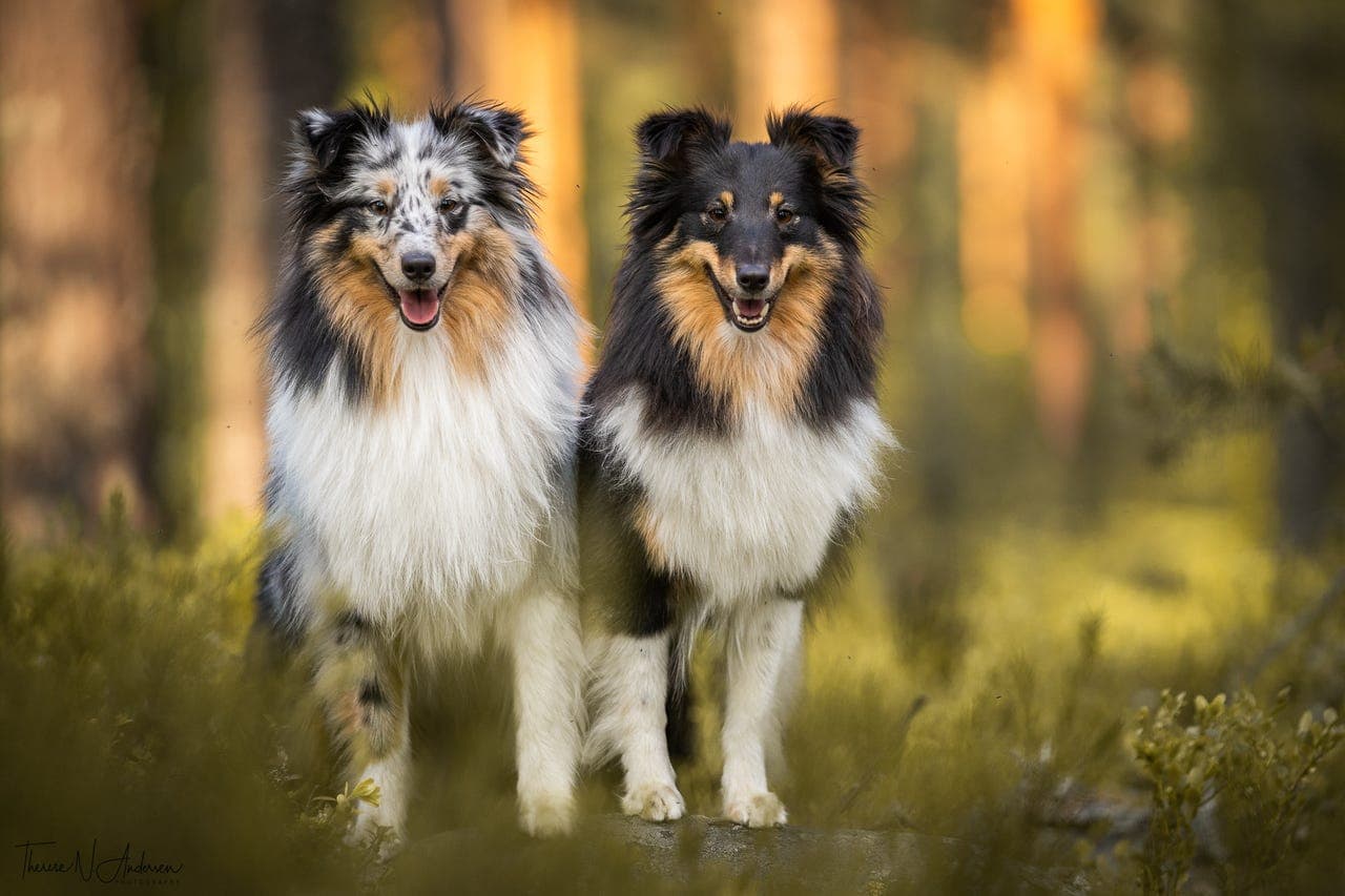 Shetland Sheepdog valper (lev.klare uke 24)