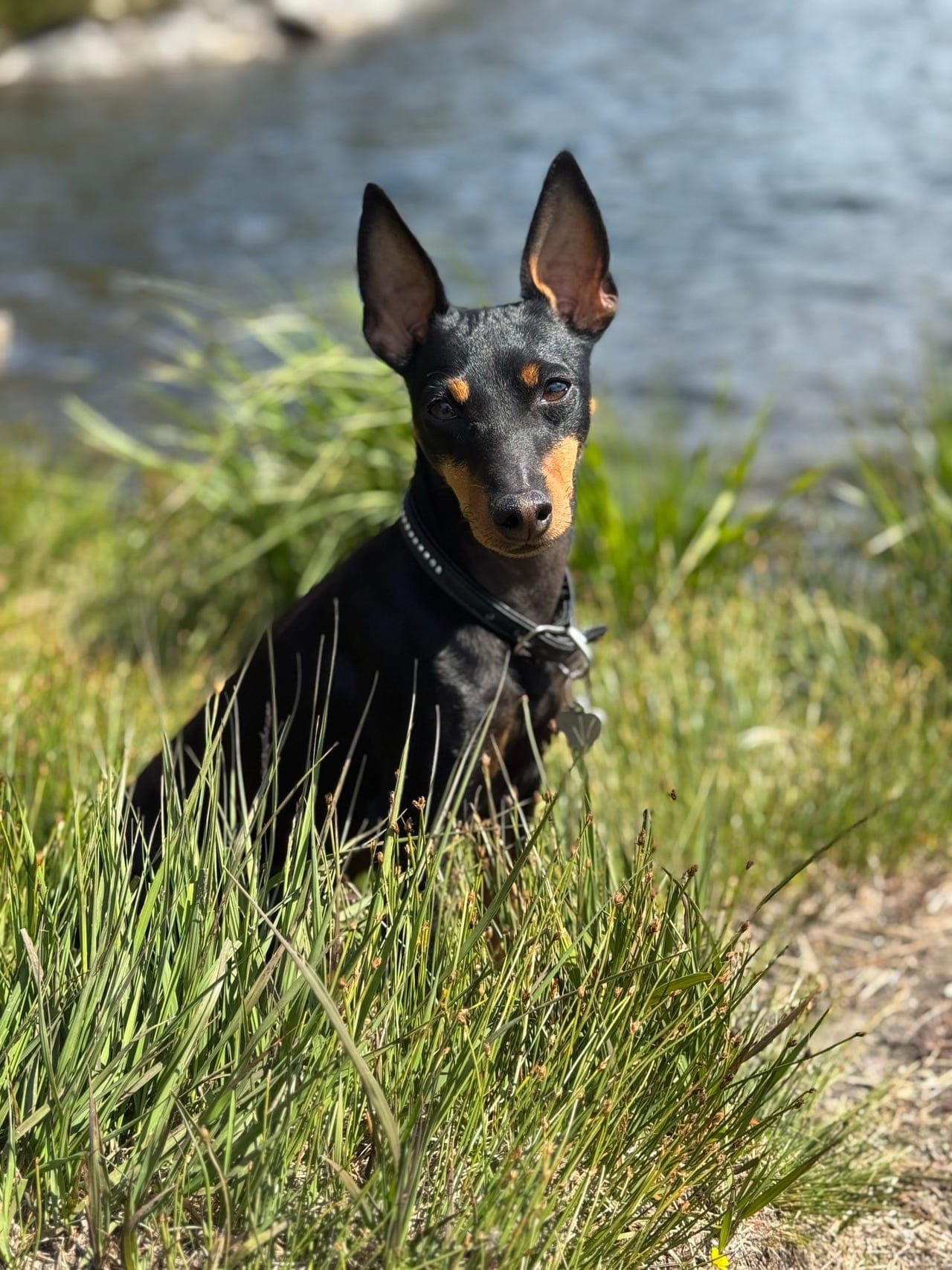 Engelsk Toy Terrier valper