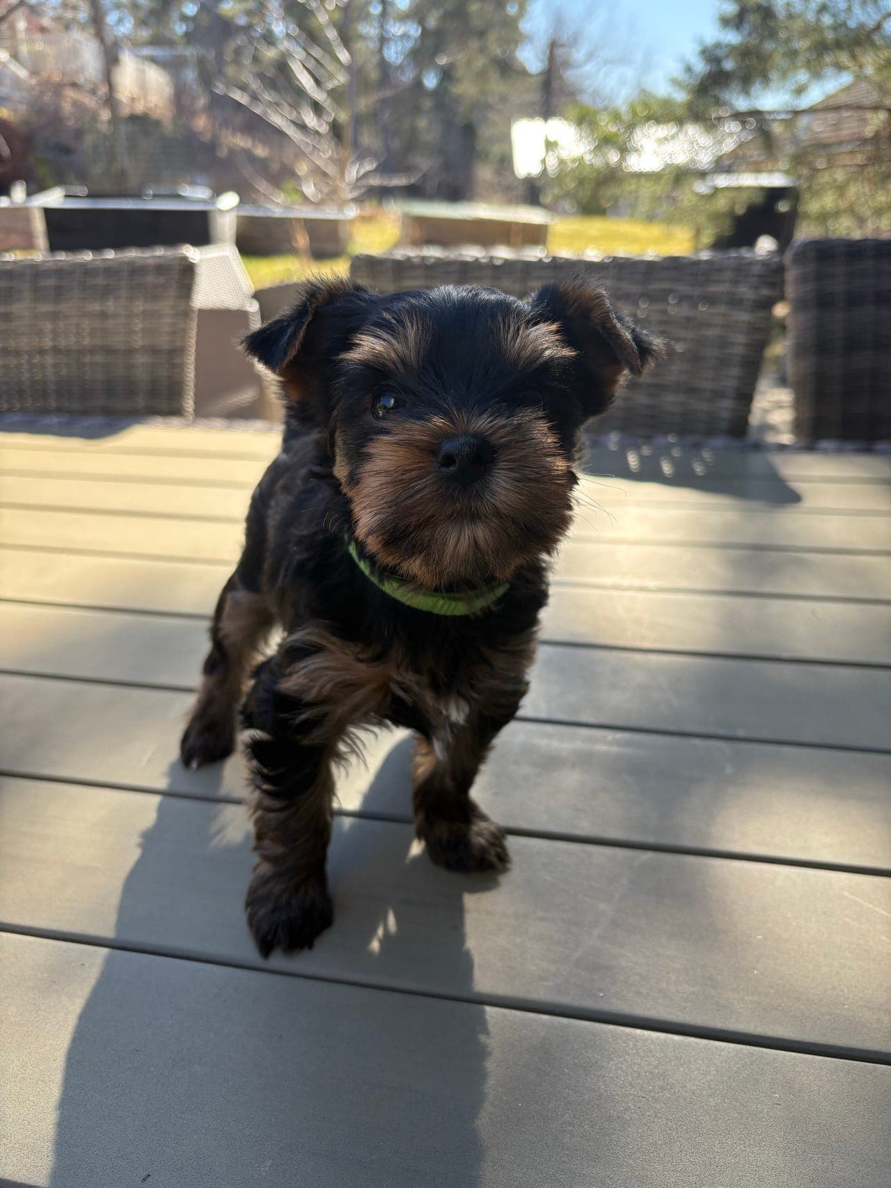 Yorkshire Terrier valper - NKK registrert