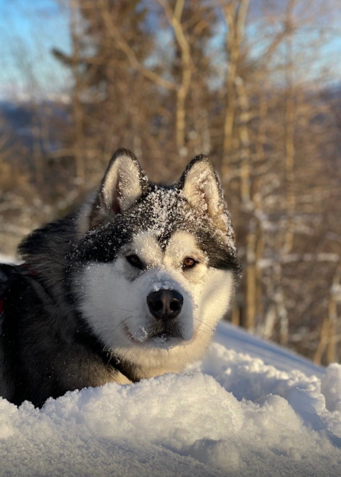 Alaskan Malamute vurderes omplassert