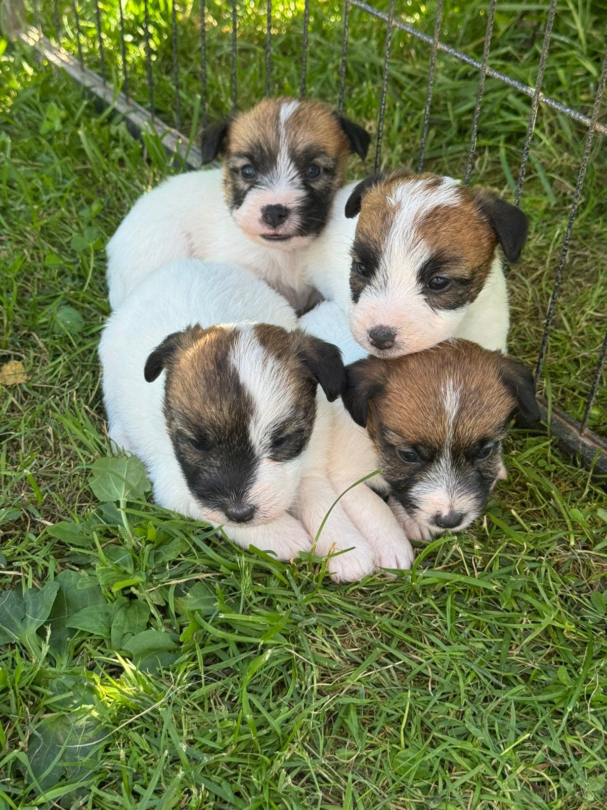 NKK reg. Jack Russell terrier
