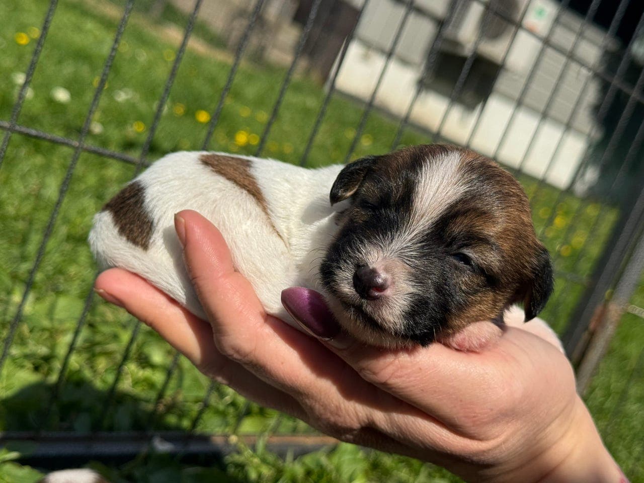 NKK reg. Jack Russell terrier