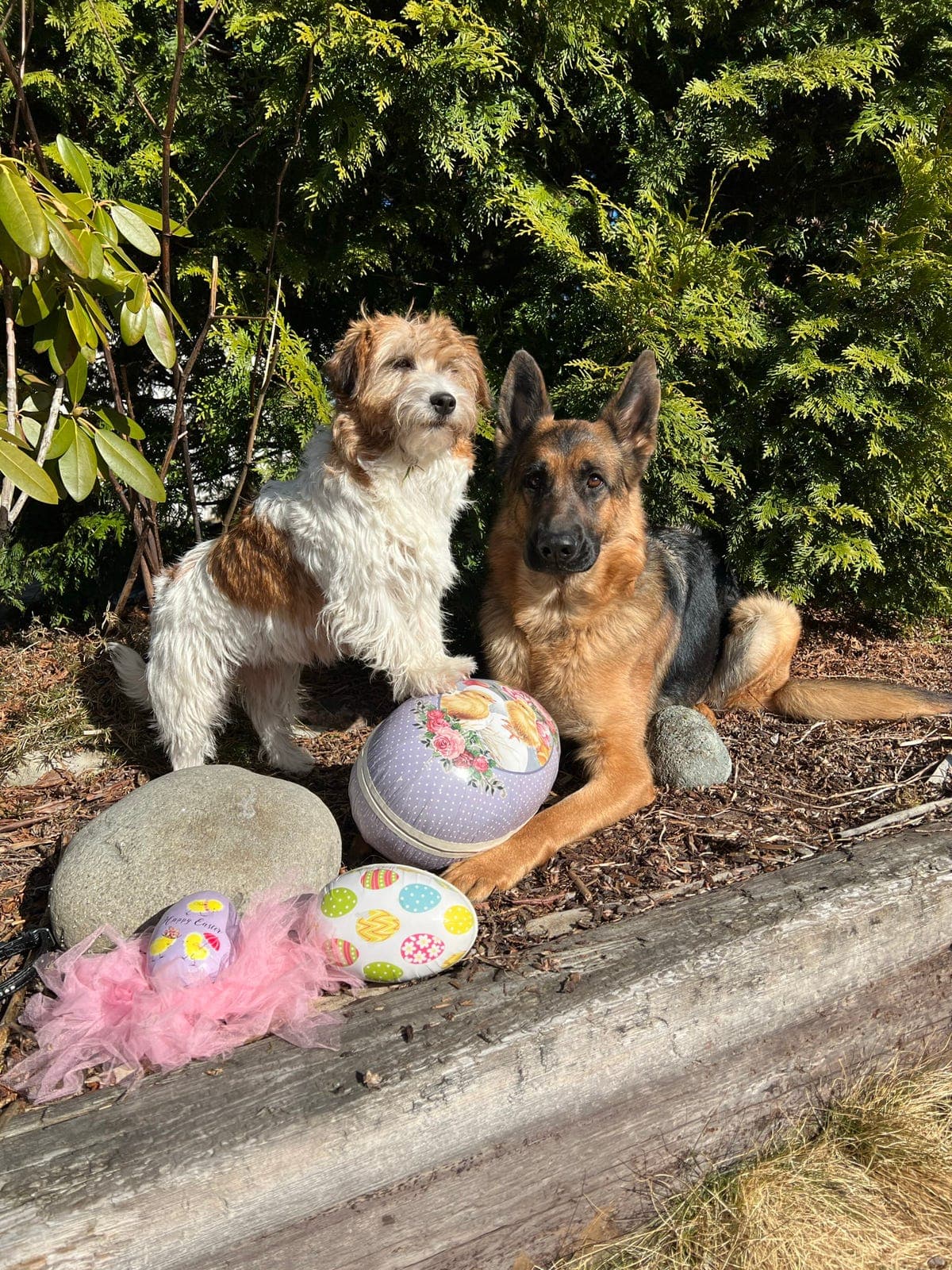 NKK reg. Jack Russell terrier