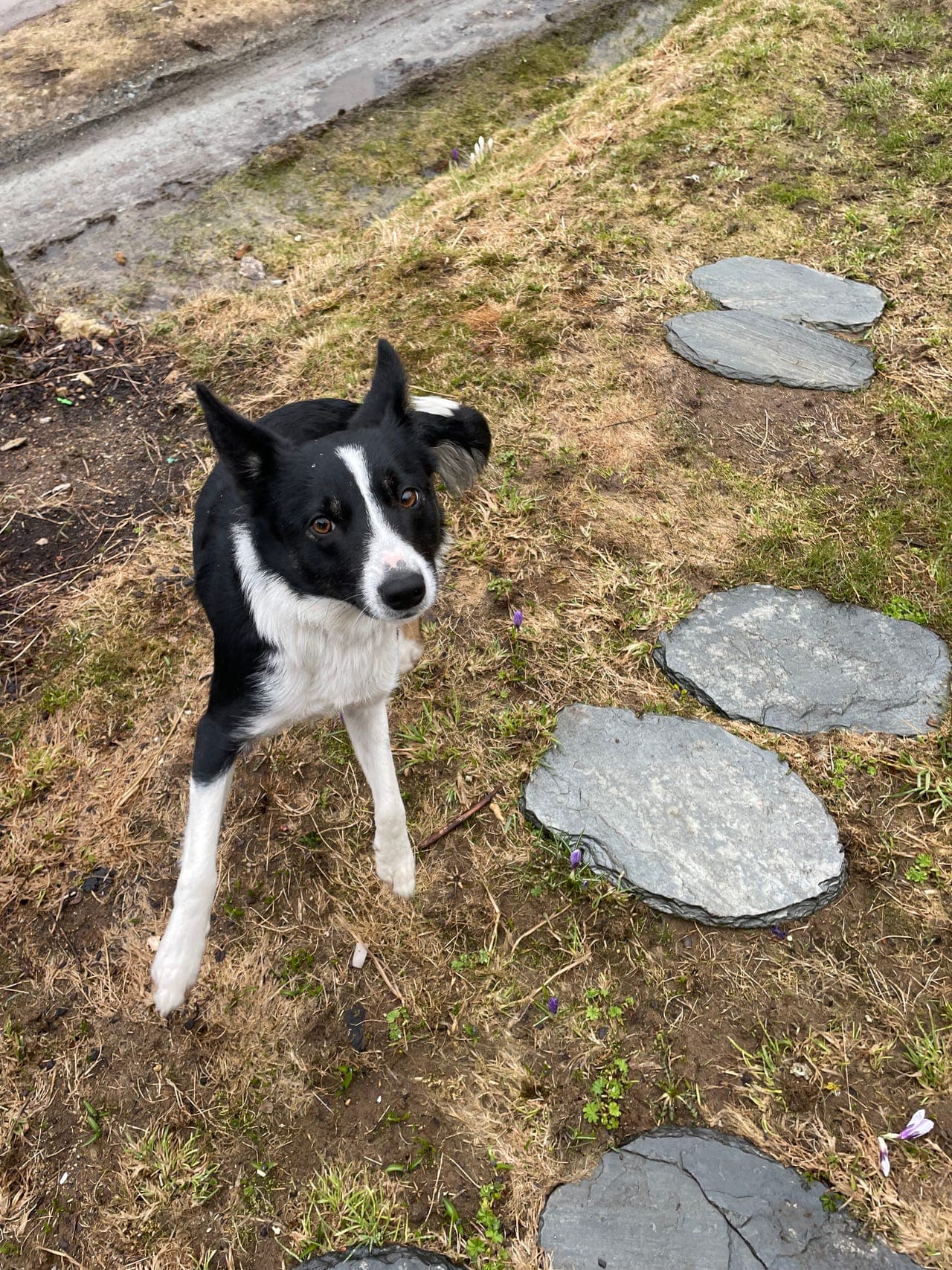 Border collie, ungtispe
