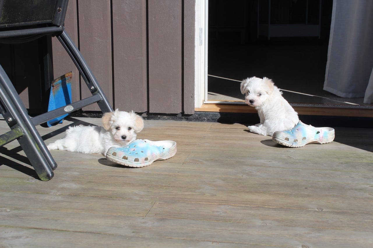 Bichon havanais-valper til salgs