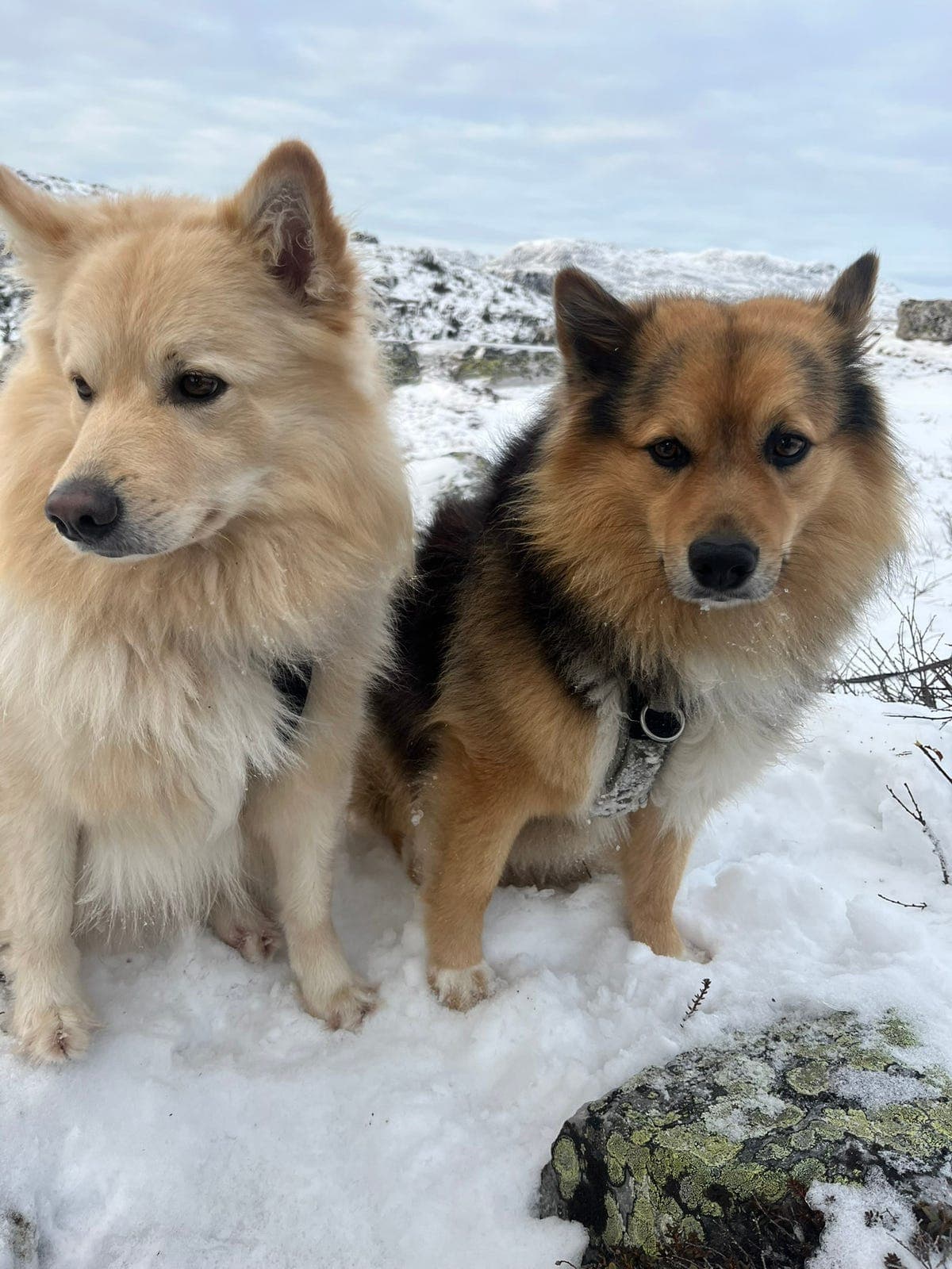 Finsk lapphund søker nytt hjem