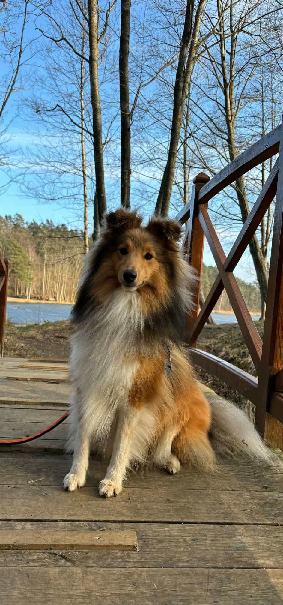 Shetland Sheepdog