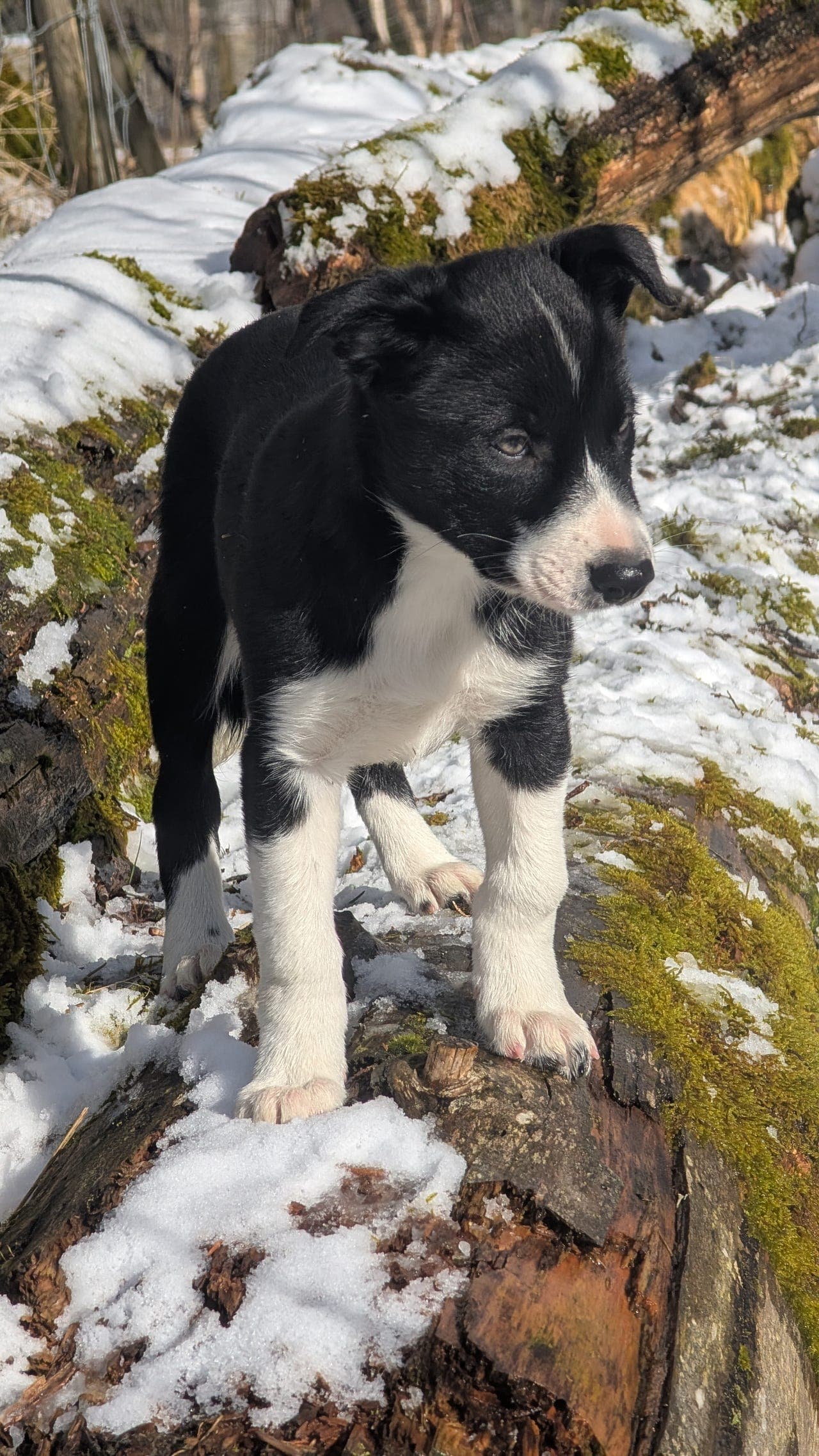 Border collie