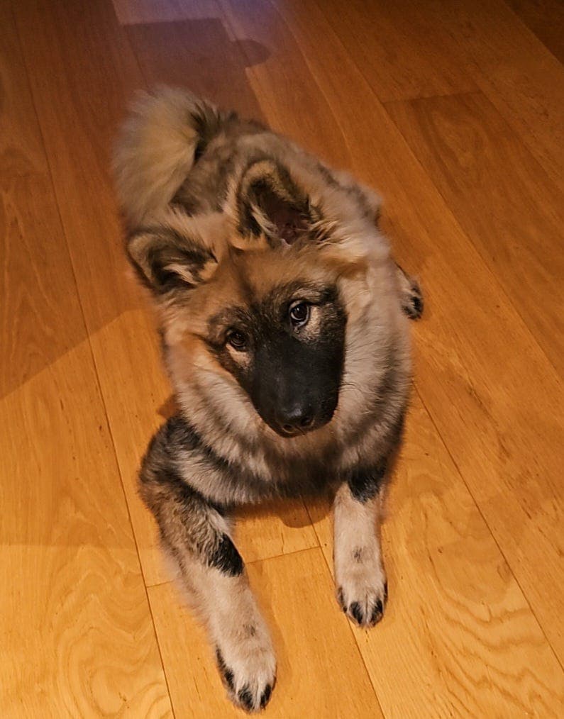 Eurasier til omplassering