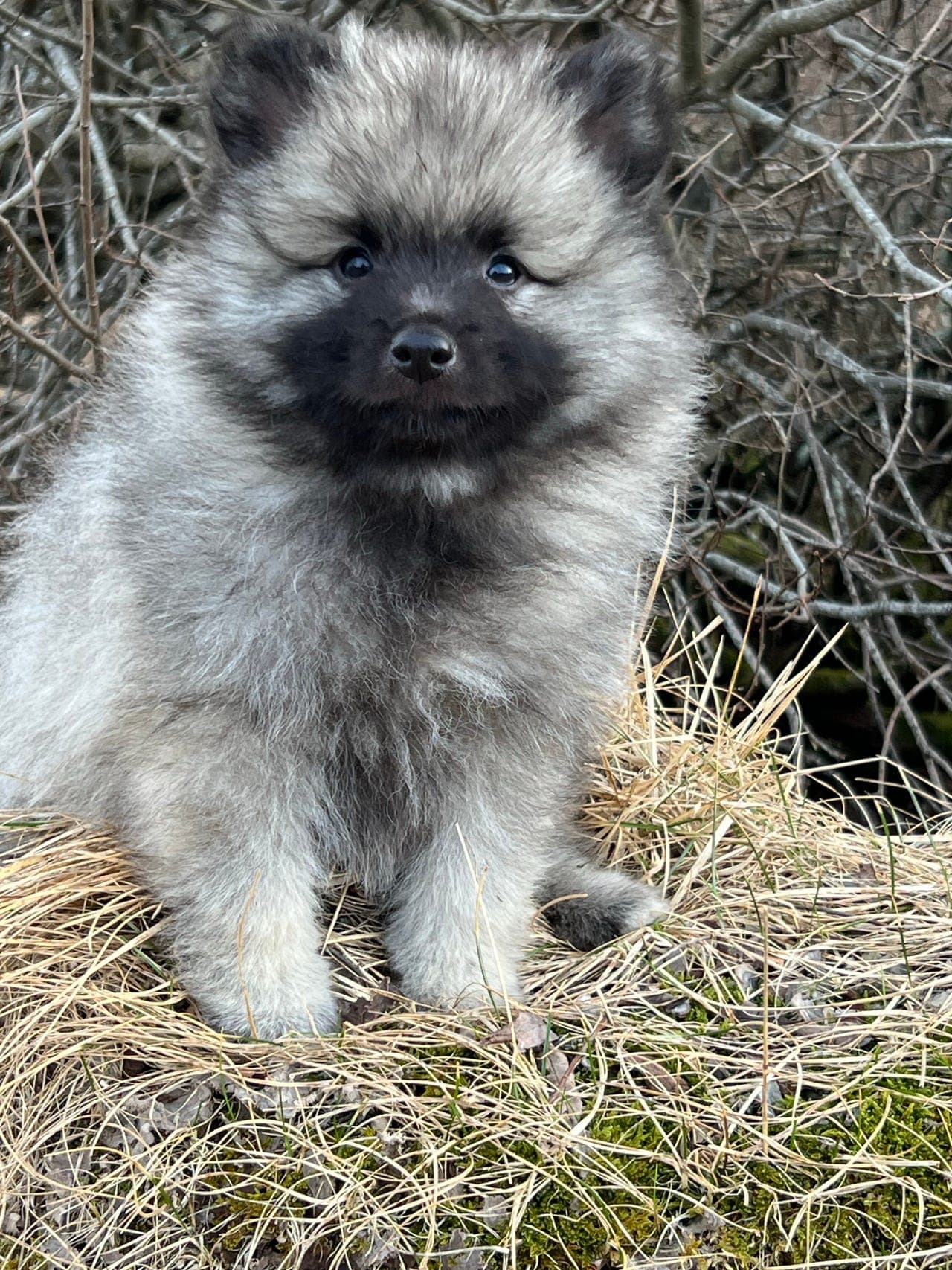 Keeshond valp leveringsklar .