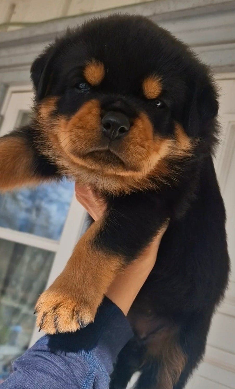 Kraftig, flott rottweiler hannvalp til salgs!