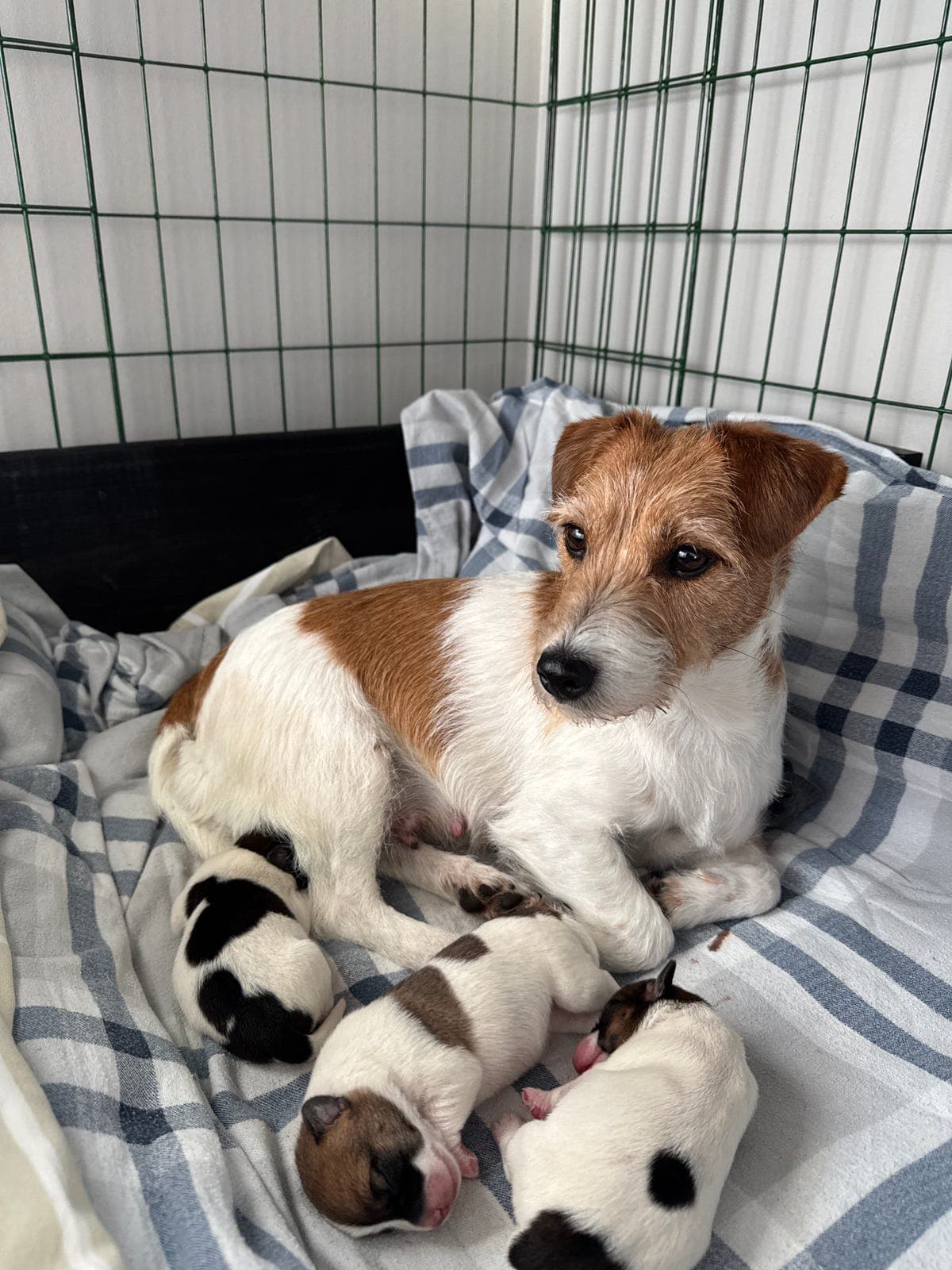 Bonnie har fått kvalper, Jack Russel terrier