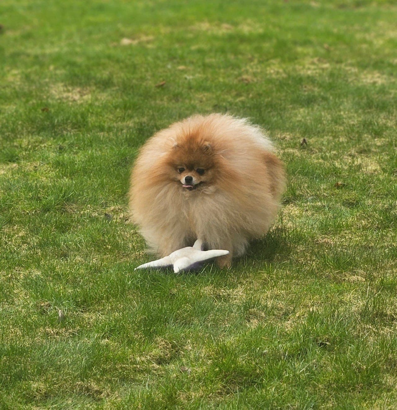 Til salgs: svært lovende hannvalp pomeranian Pomeranian dog – showkvalitet