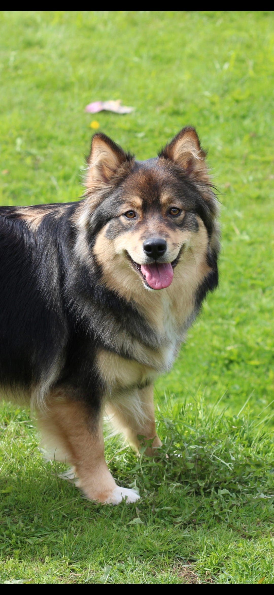 fòrvert til finsk lapphundtispe ønskes