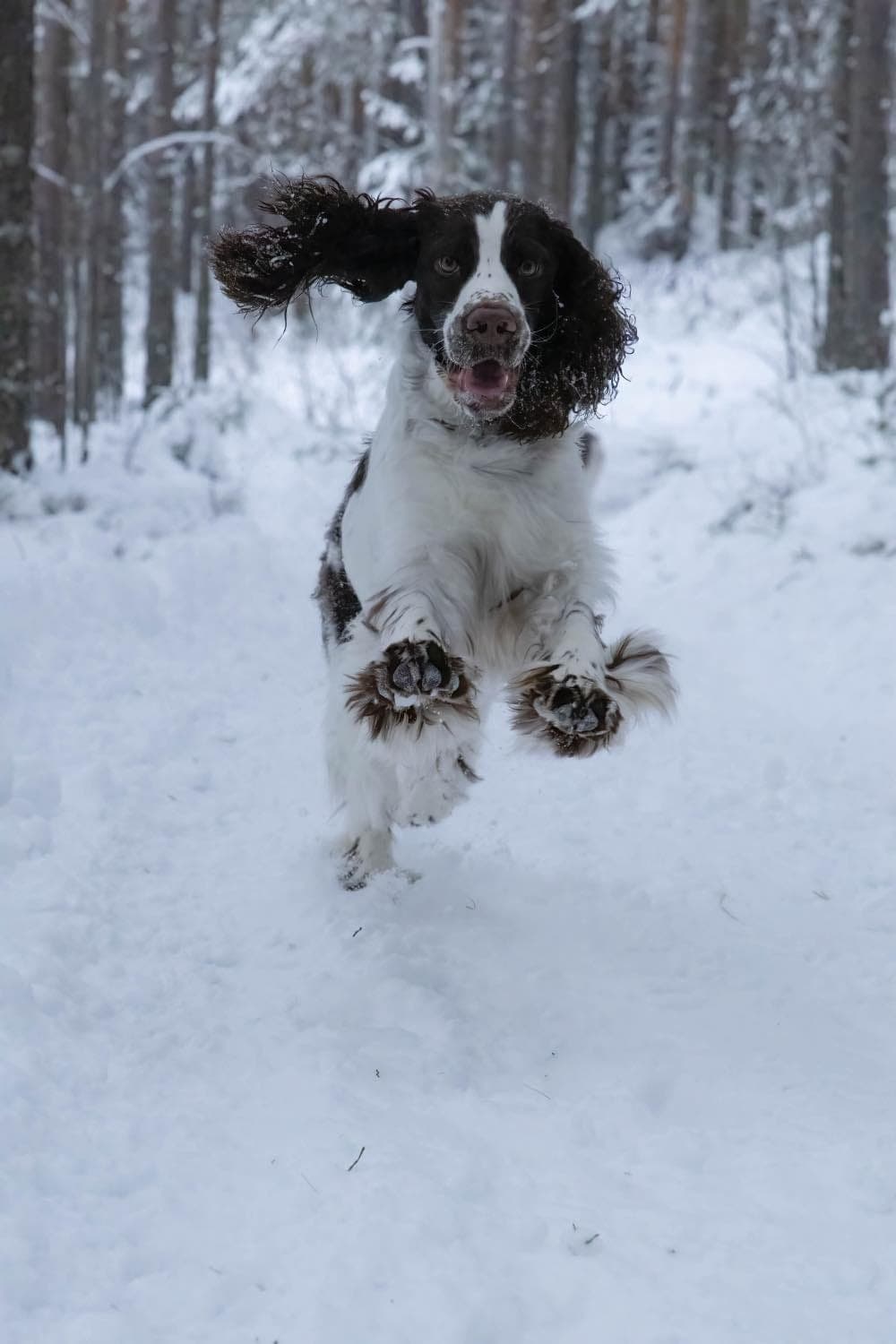 Engelsk springer spaniel tispe 3 år