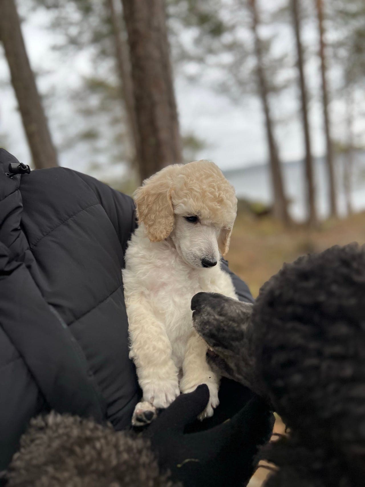 Stor Puddel hann valp