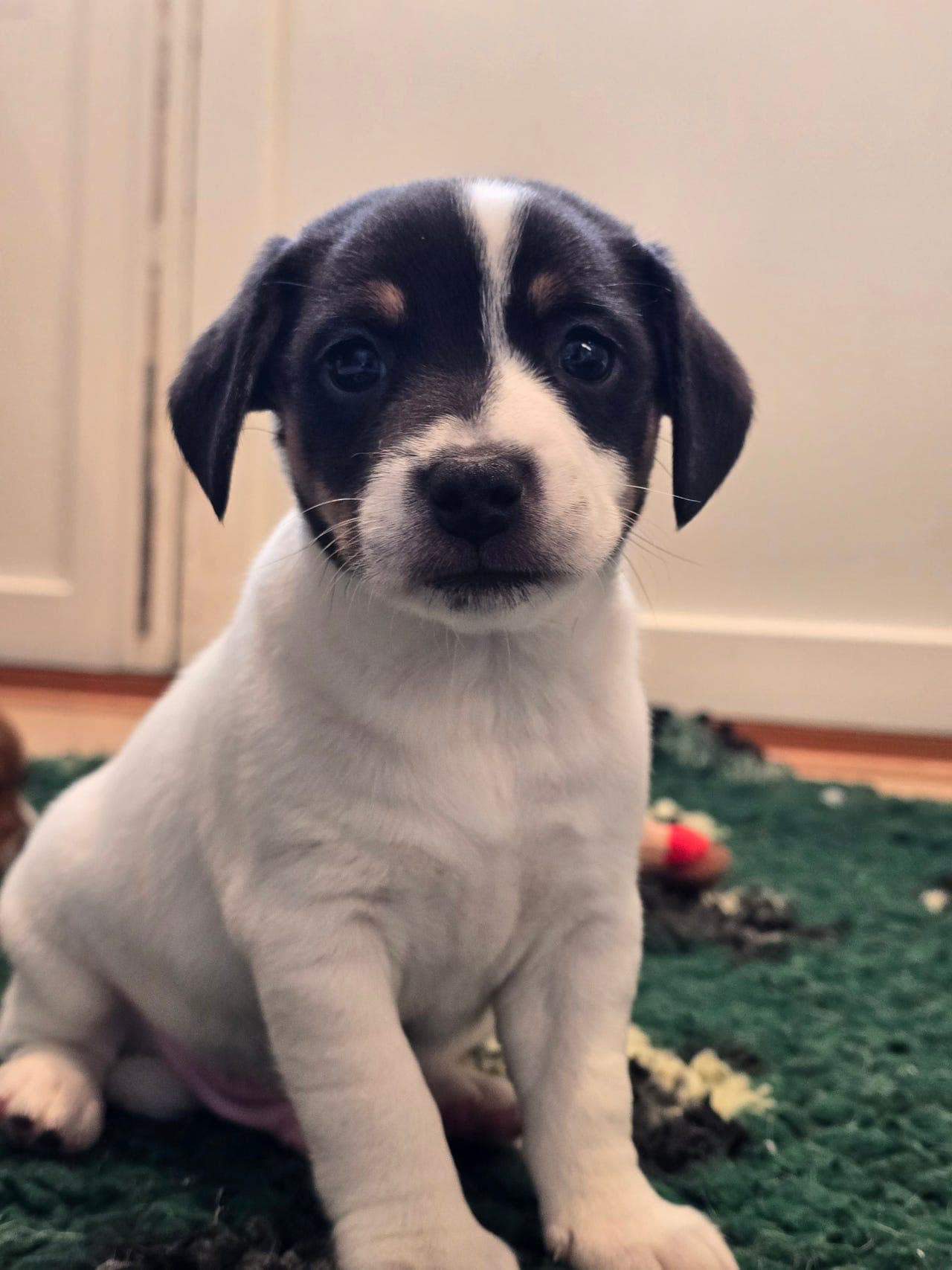 Dansk svensk gårdshund hannvalp. Nkk reg.