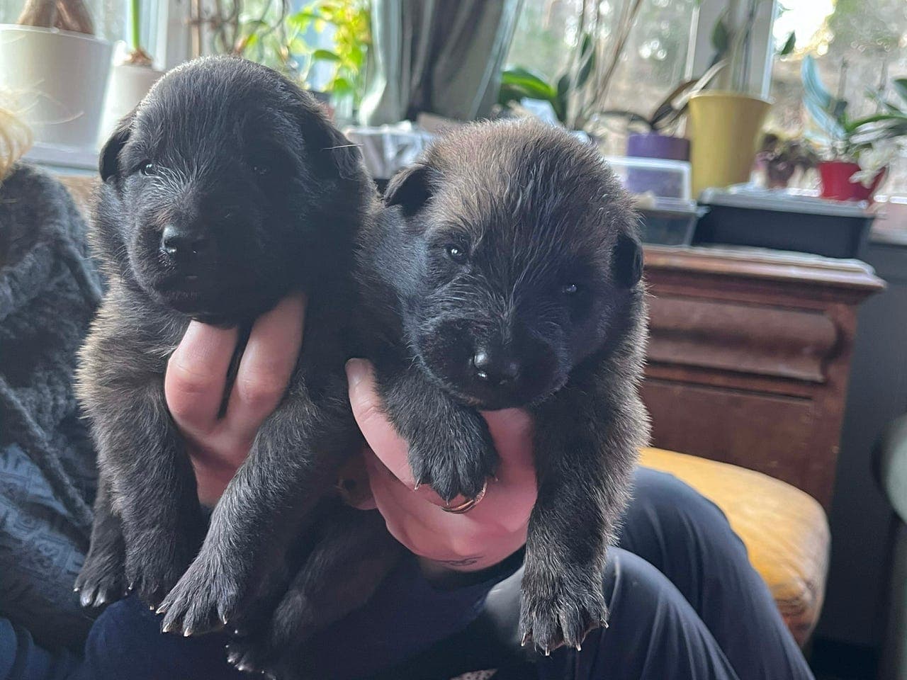 Belgisk Fårehund Tervuerenvalper