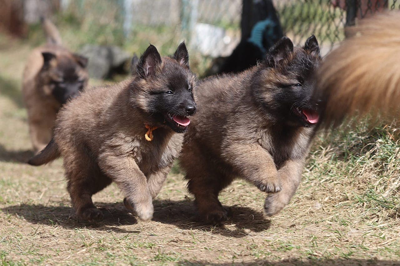 Belgisk Fårehund Tervuerenvalper