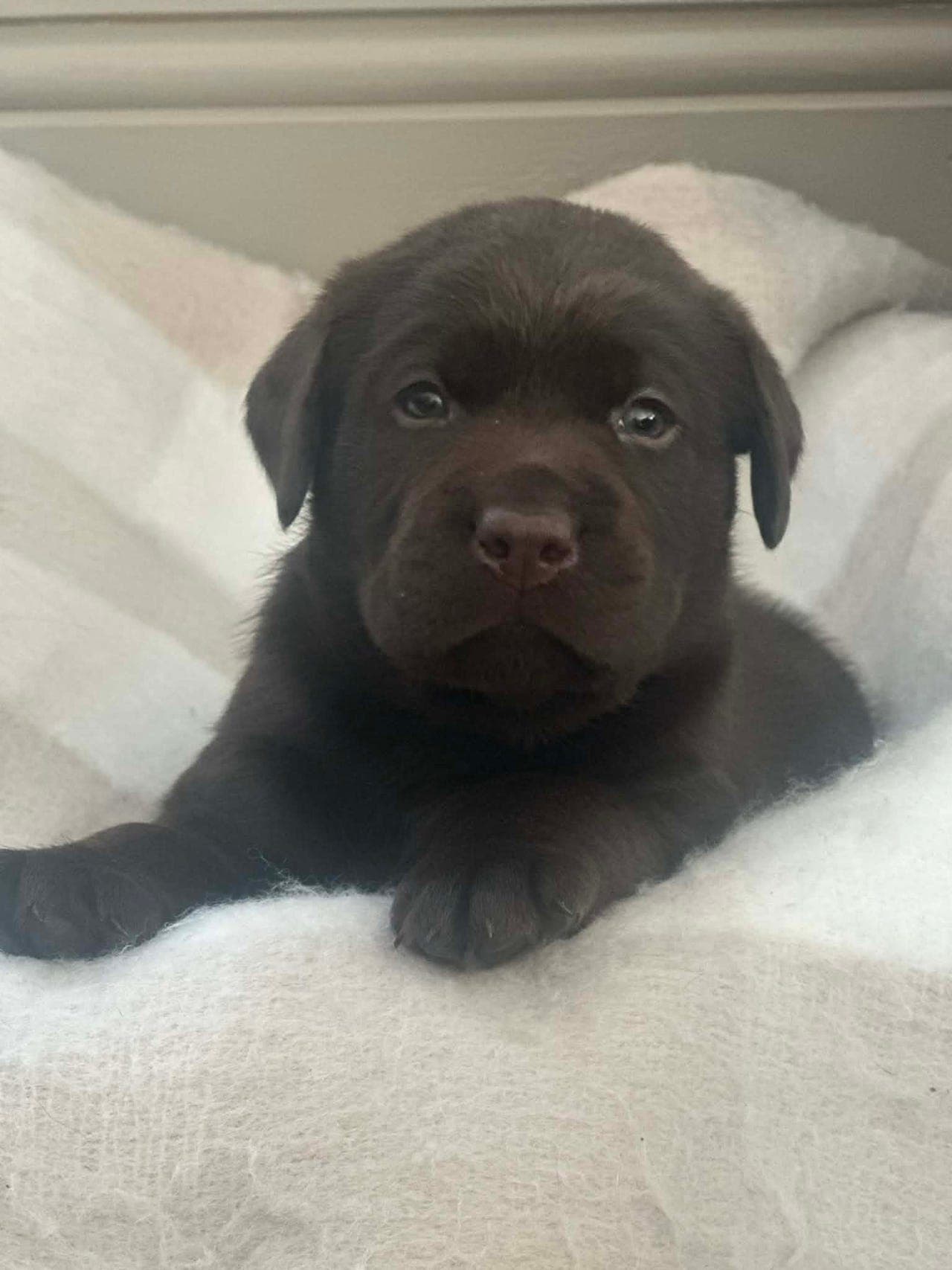 Labrador Retriever valper