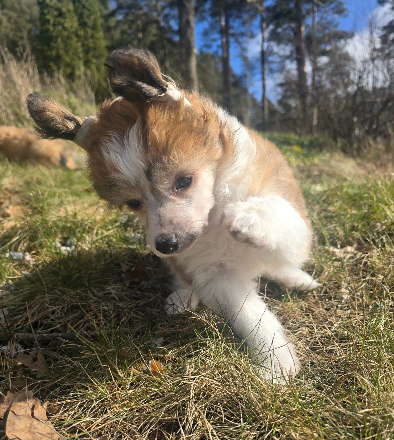 Chinese crested Powder puff