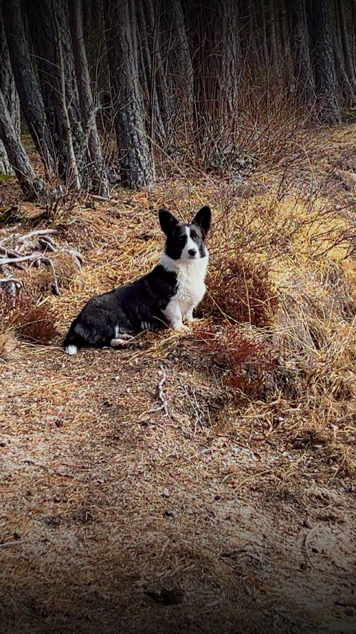 Welsh Corgi Cardigan Tispe