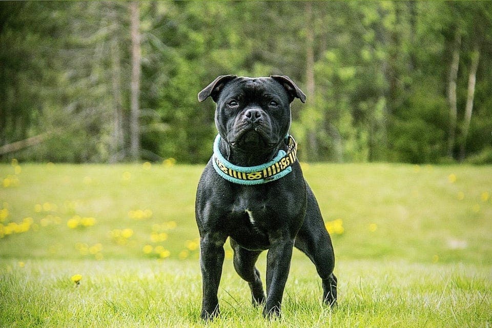 Staffordshire Bull Terrier Valper ventes slutten av april