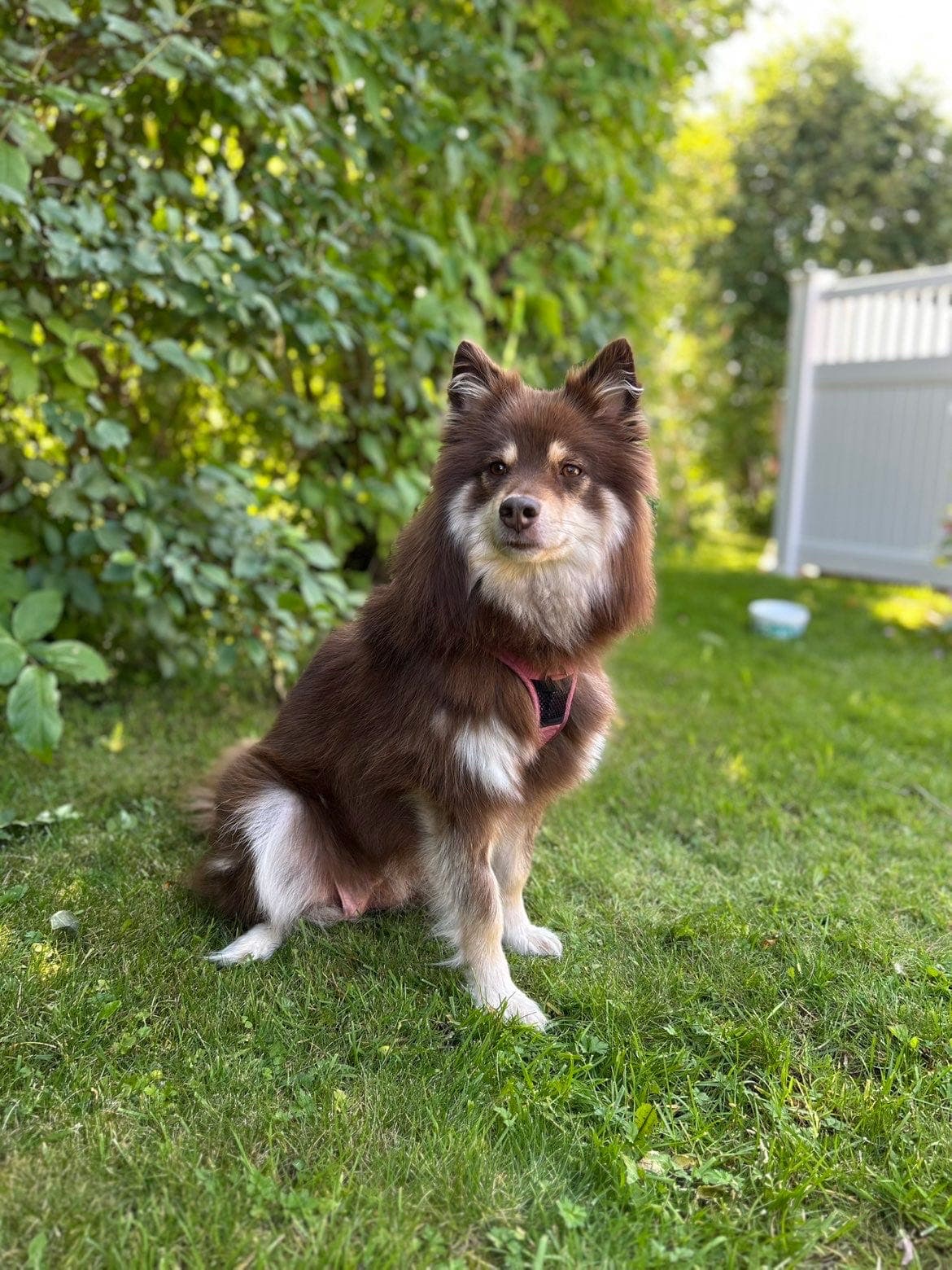 Finsk lapphund valper