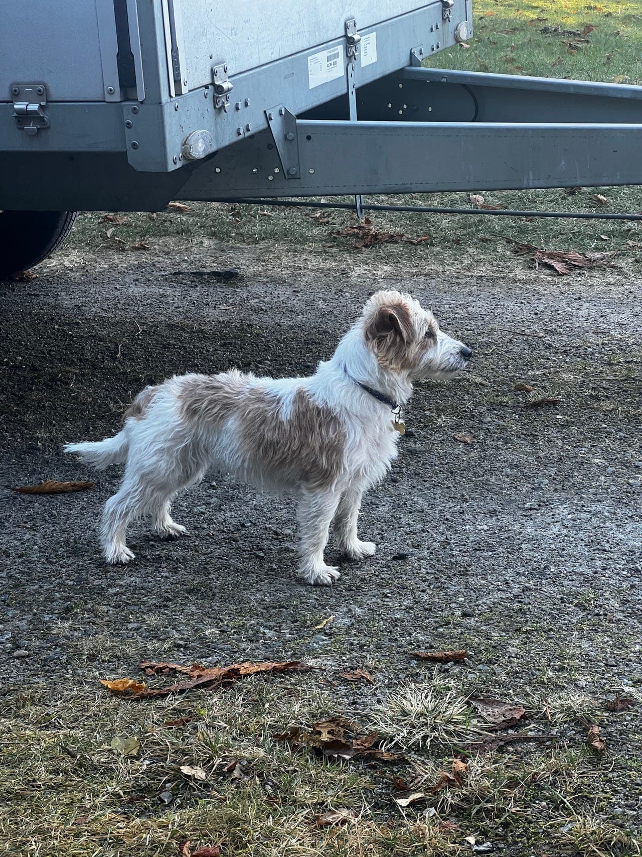 Jack Russell Terrier valper