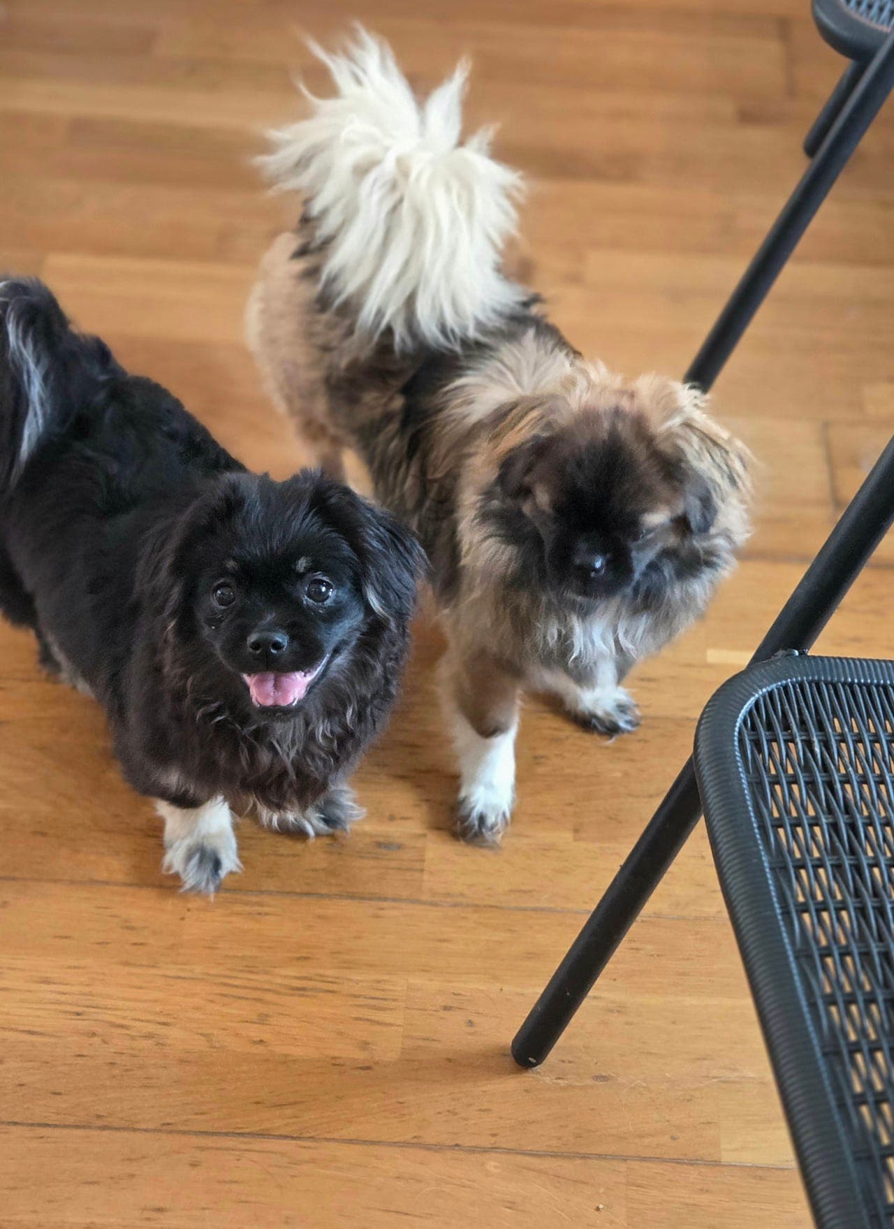 Tibetansk spaniel frøken snart 5 måneder.