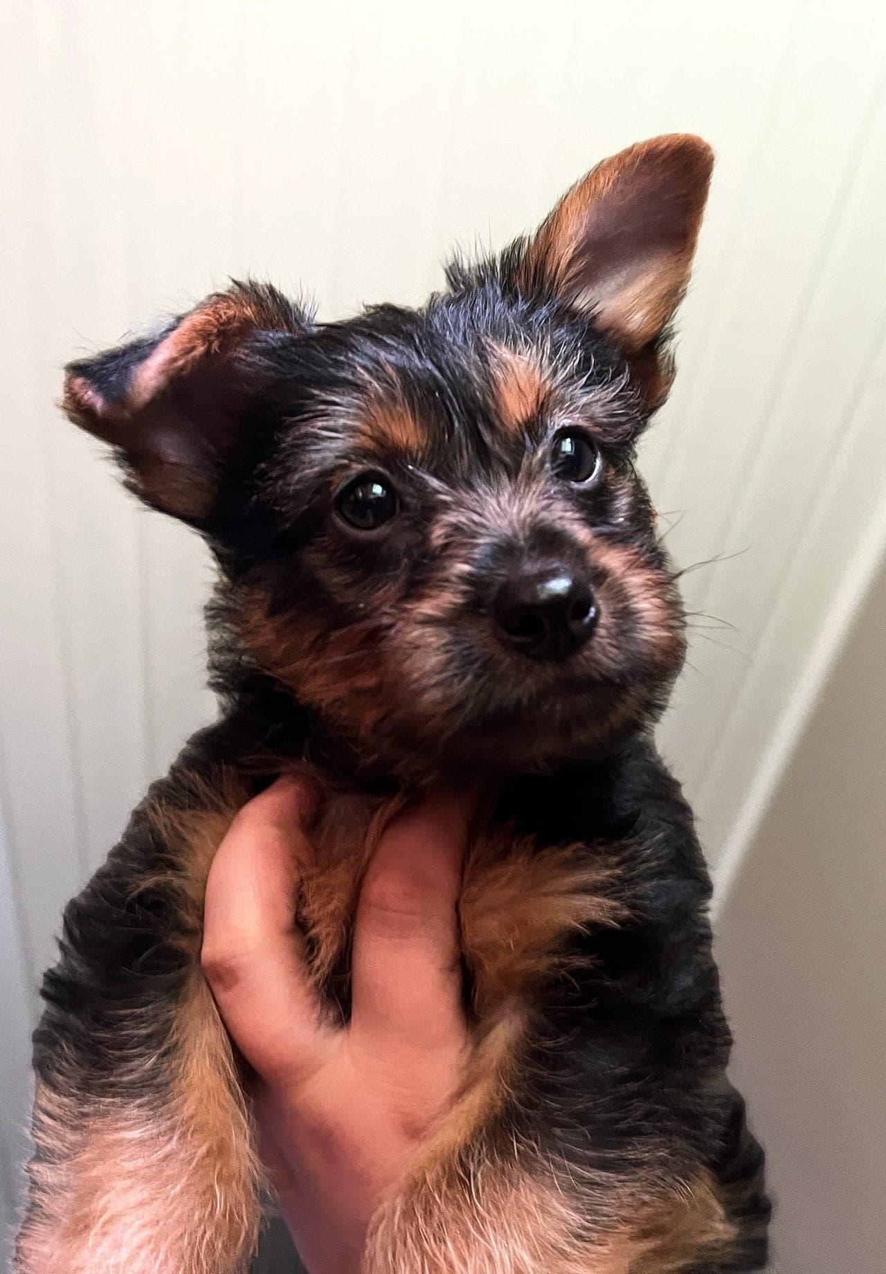 Lyst på ett allergivennlig tilskudd til familien?