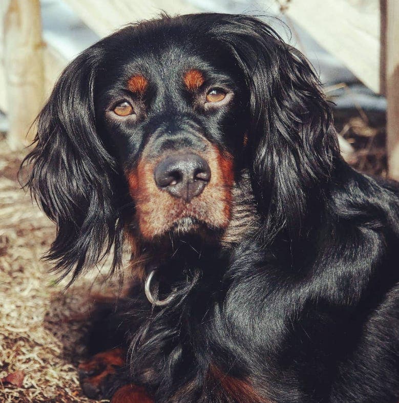 Gordon setter valper selges!