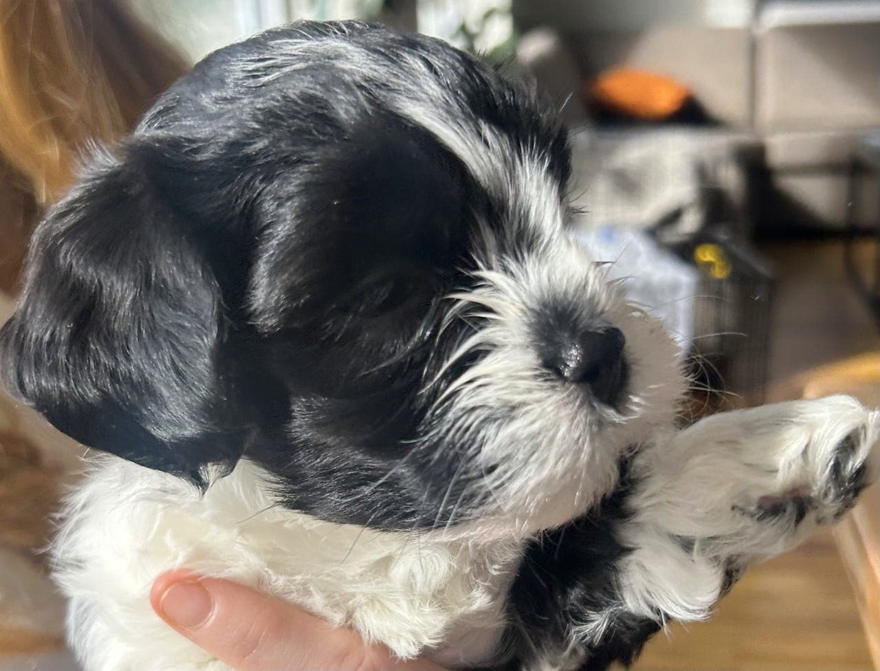 Bichon Havanais tispe, NKK registrert