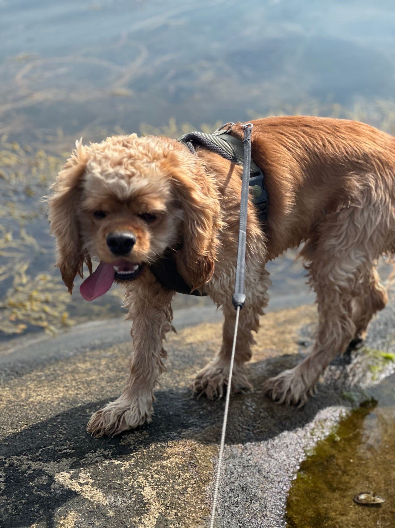 Amerikansk coocker spaniel